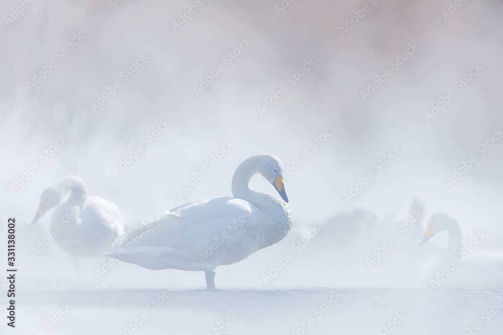 Snow lake with ice in Japan. Whooper Swans, Cygnus cygnus, birds in the nature habitat, Lake Kusharo