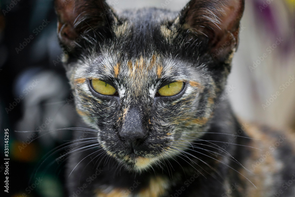 close up of the cat face with green eyes