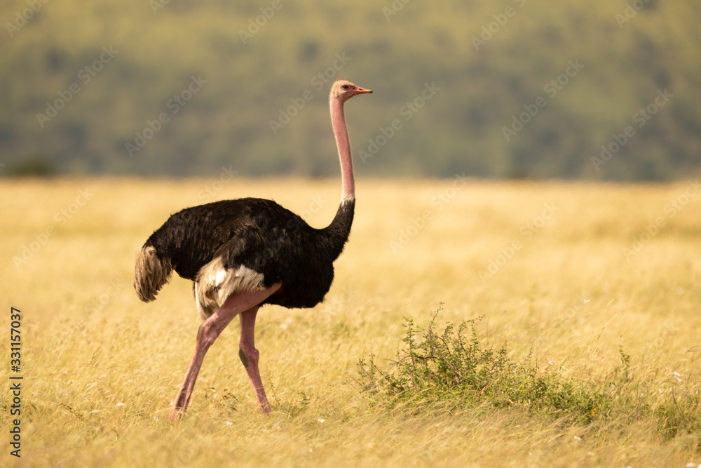 Male ostrich walking across grassland near trees