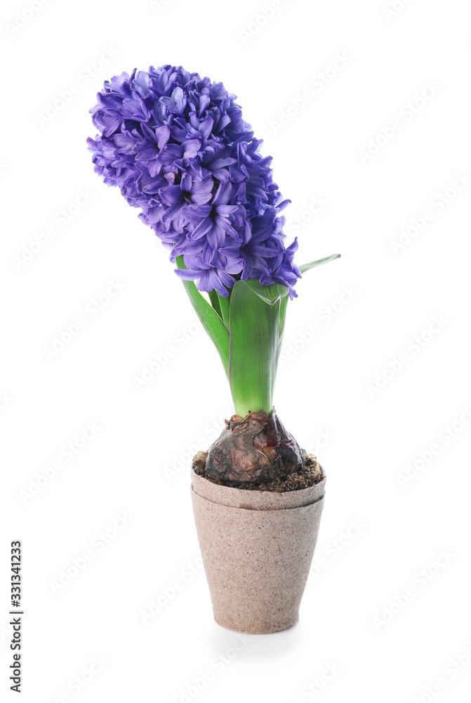 Beautiful hyacinth plant in pot on white background