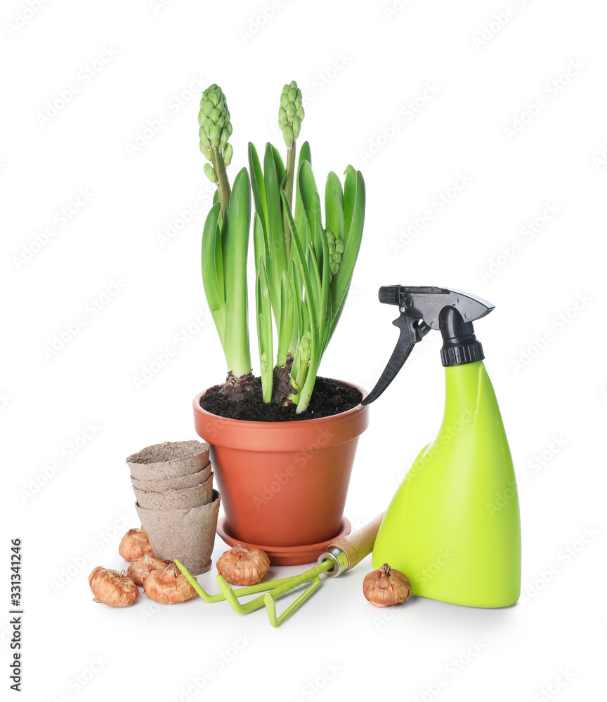 Hyacinth plants and gardening tools on white background