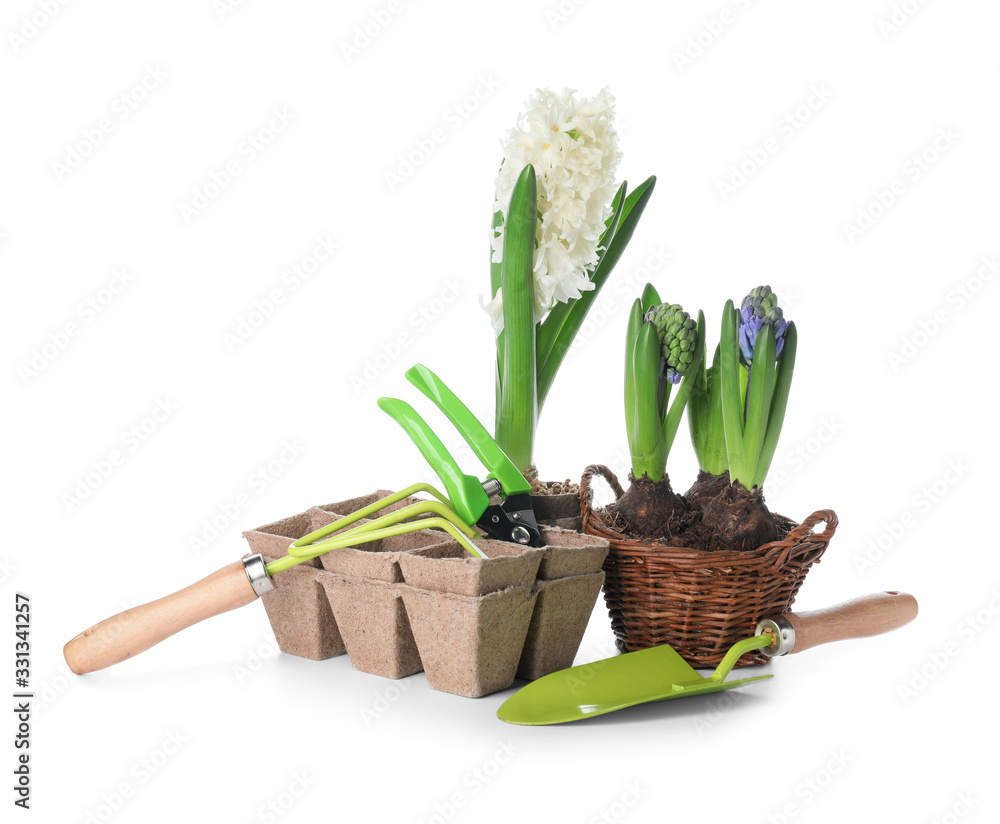 Hyacinth plants and gardening tools on white background