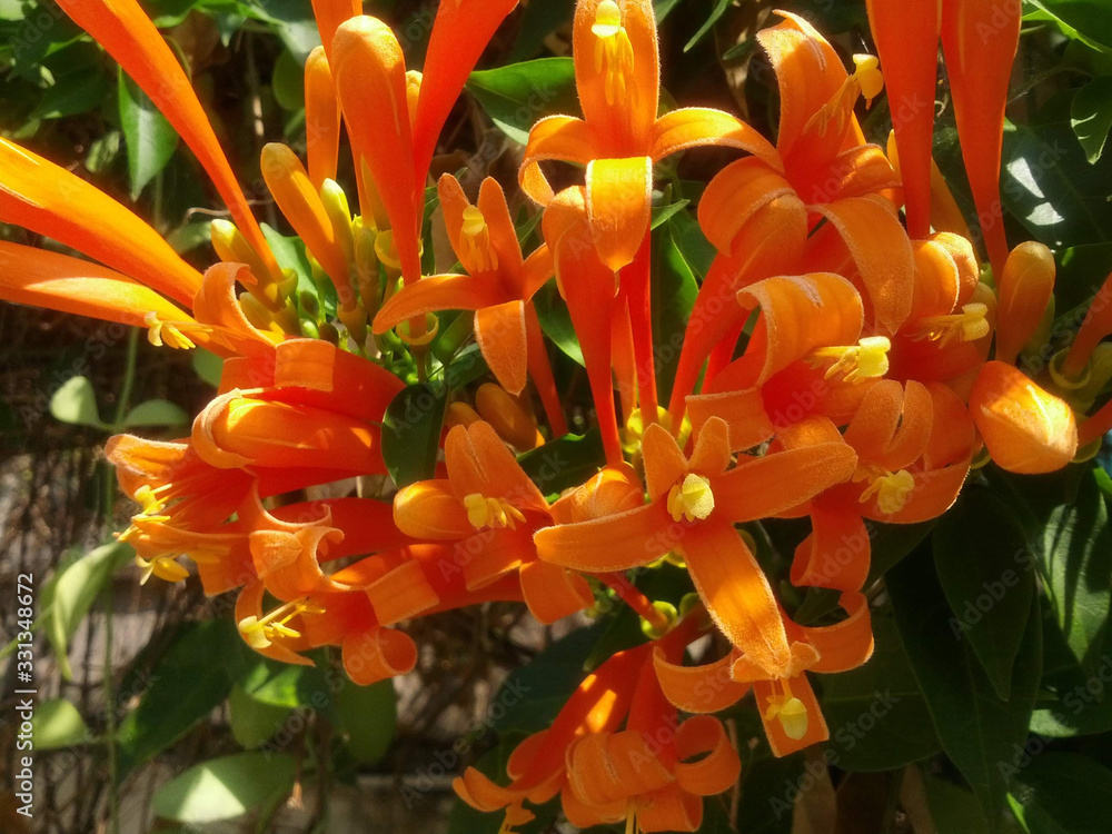 Pyrostegia venusta, Trumpet vine on closeup and blurred background