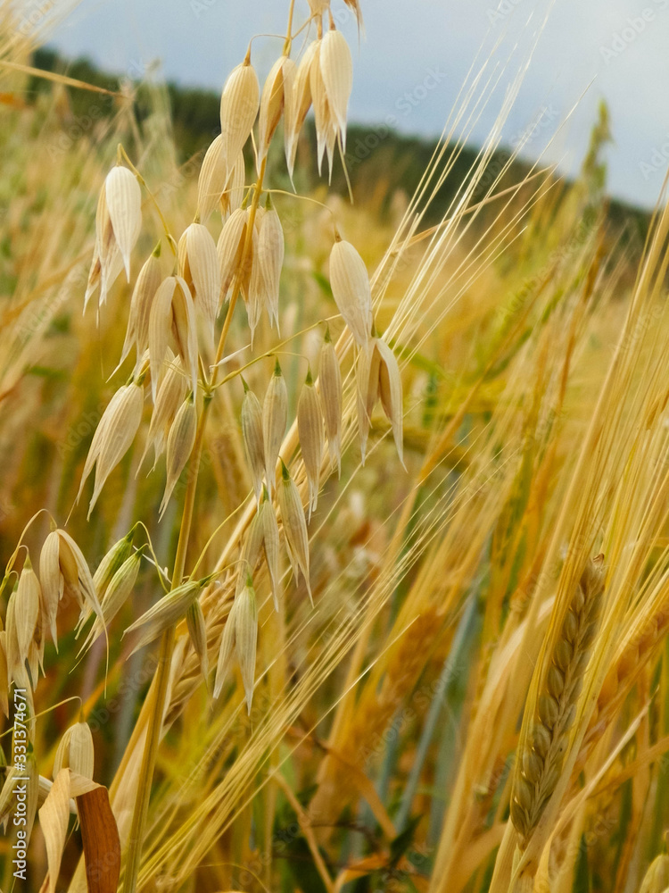 Close up of oat field.