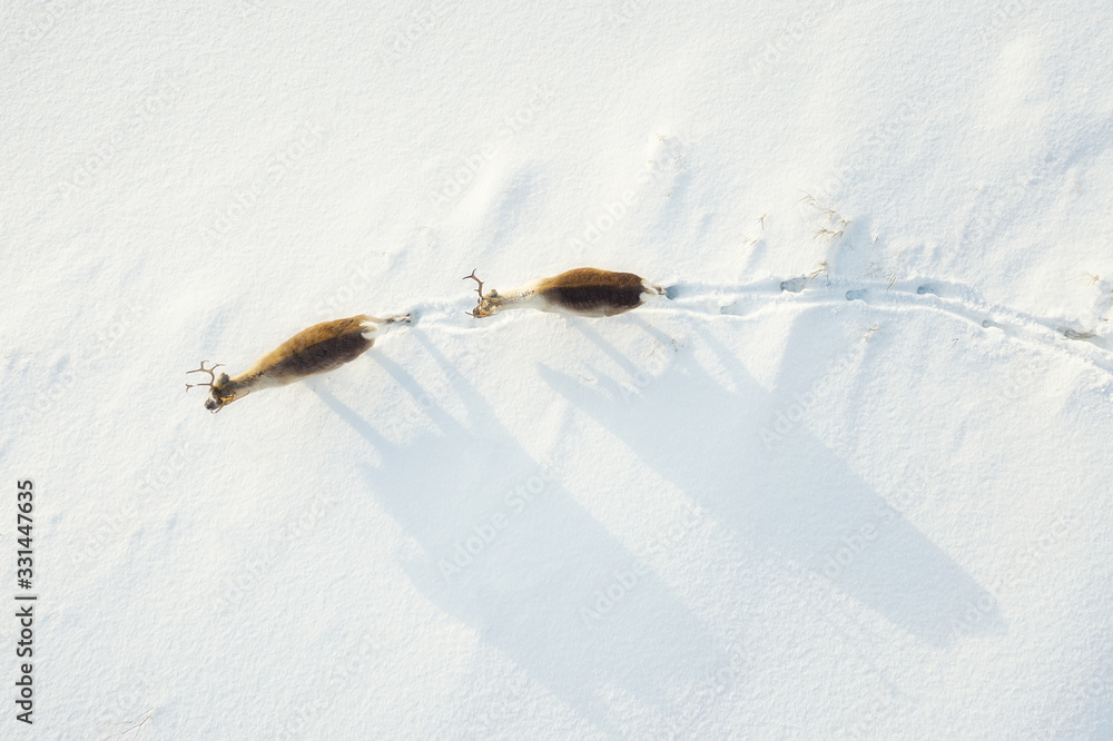 Landscape with deer from the air. Wild animals in Norway. Winter landscape during the sunset. Scandi