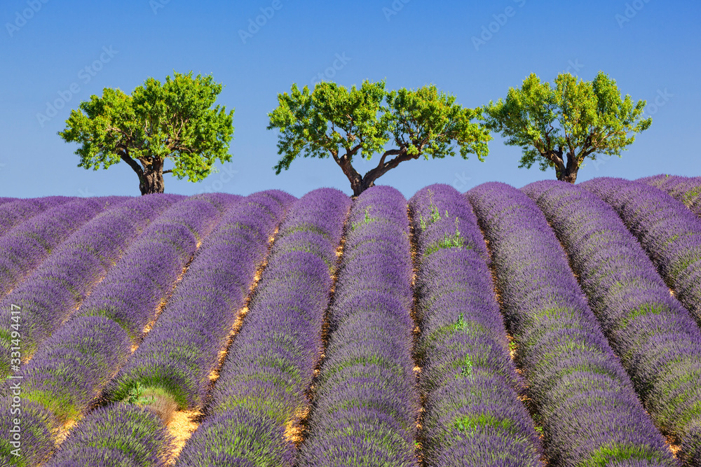 View of lavander field in France