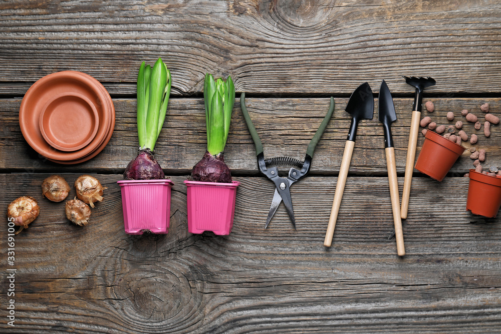 Hyacinth plants and gardening tools on wooden table