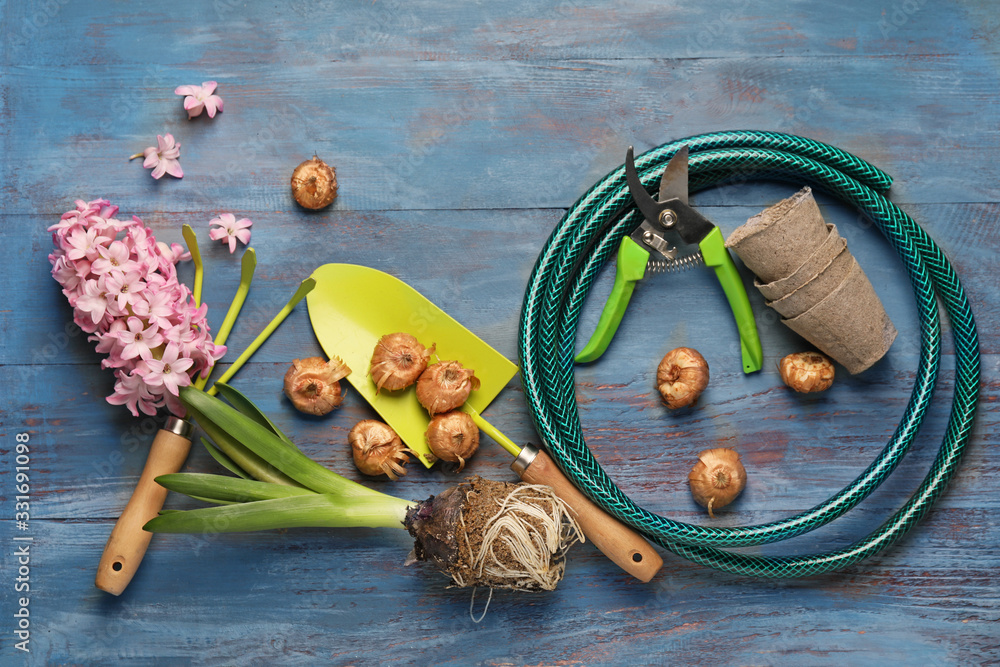 Hyacinth plants and gardening tools on wooden table