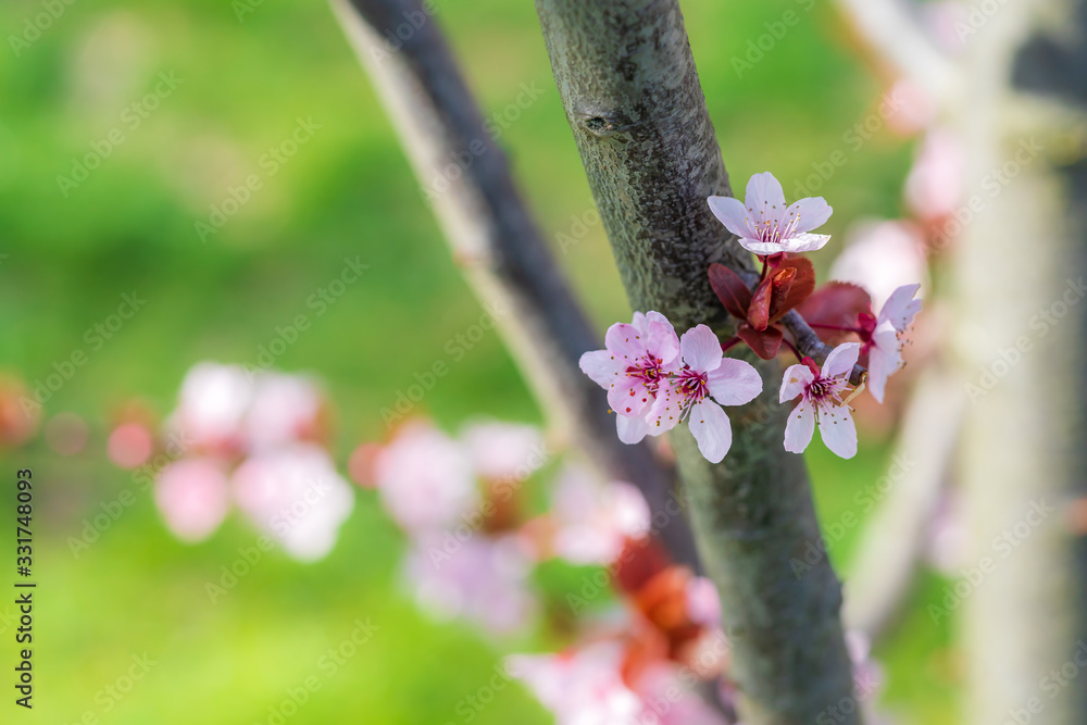 粉色樱花