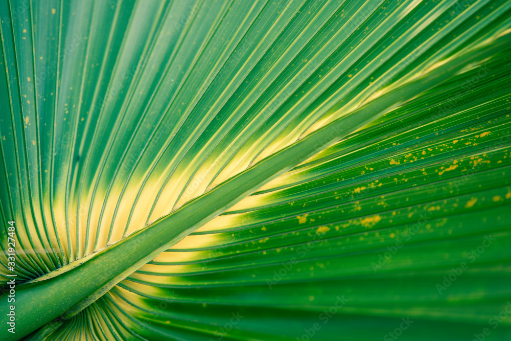 Abstract green texture background, Tropical palm leaves,Palm leaves dark green background