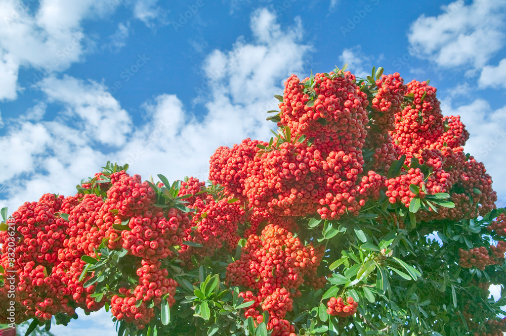 Berry bushes at Meditation Mount in Ojai, California