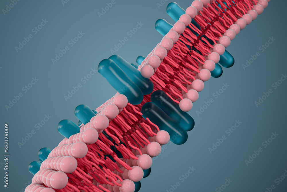 细胞膜与生物学，生物学概念，三维绘制。