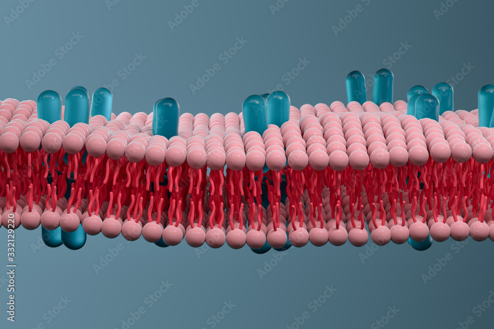 细胞膜与生物学，生物学概念，三维绘制。