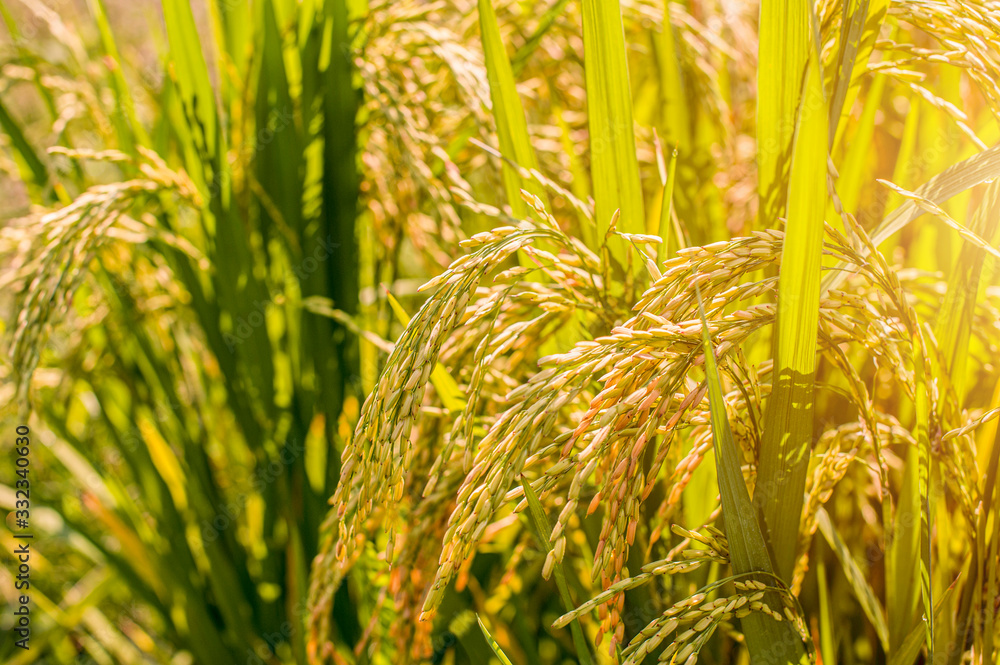 close up of yellow green rice field，rice field 