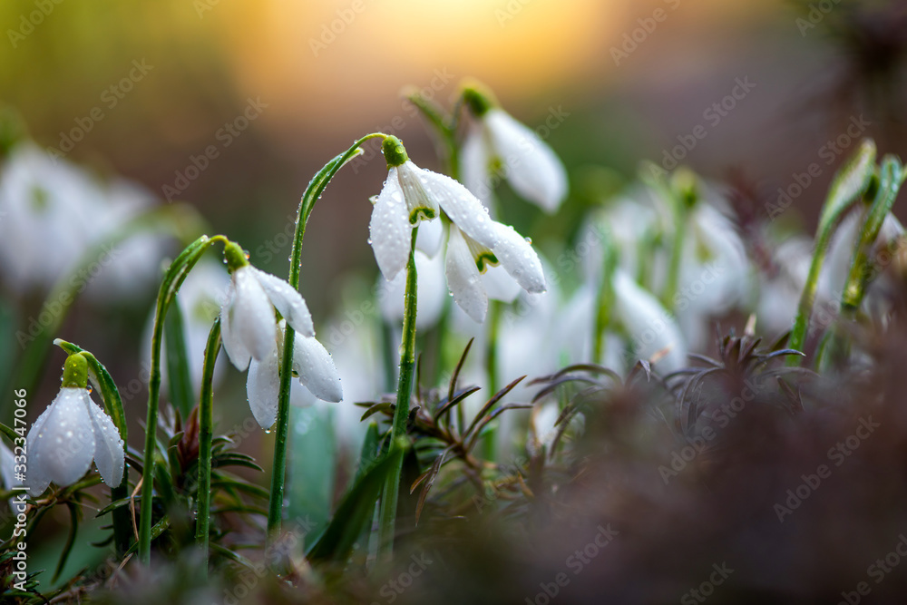 Close first spring flowers snowdrops with rain