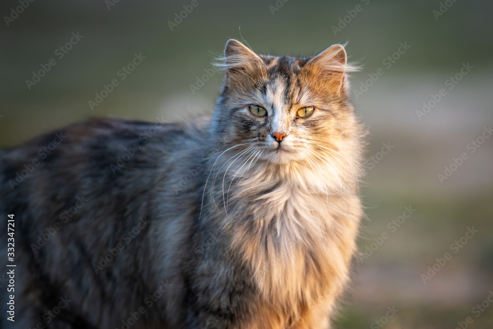 Fluffy cat with long fur sitting in a grass