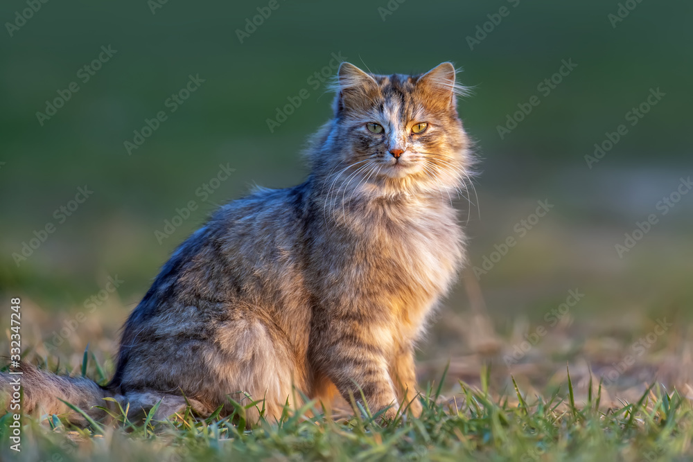 Fluffy cat with long fur sitting in a grass