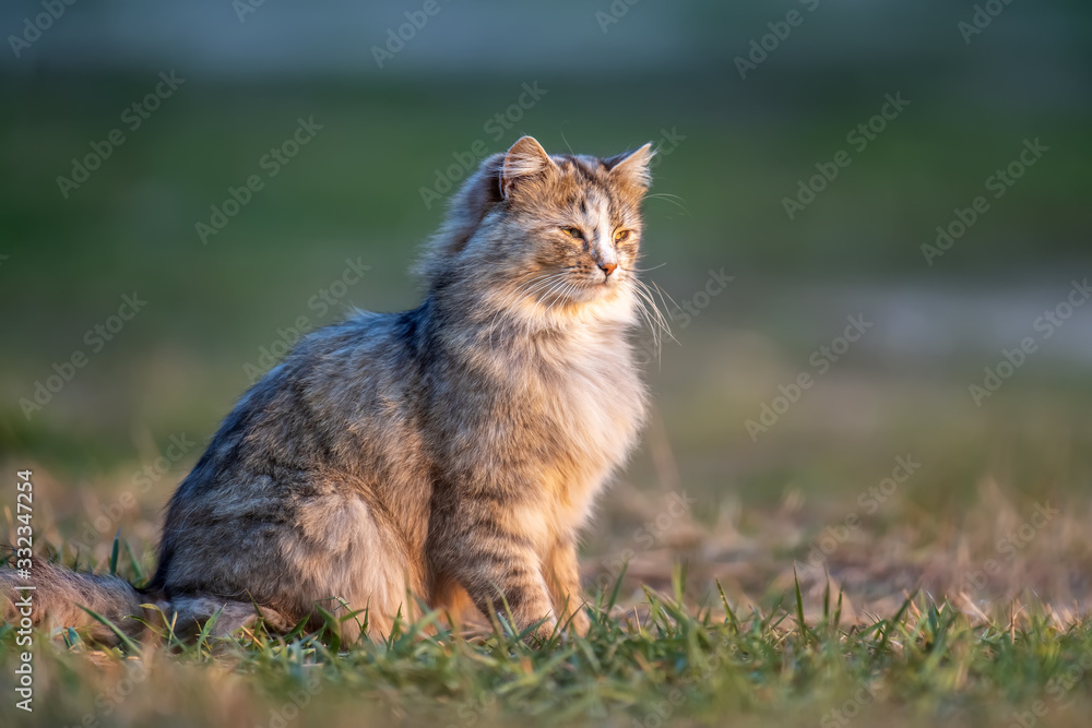 Fluffy cat with long fur sitting in a grass