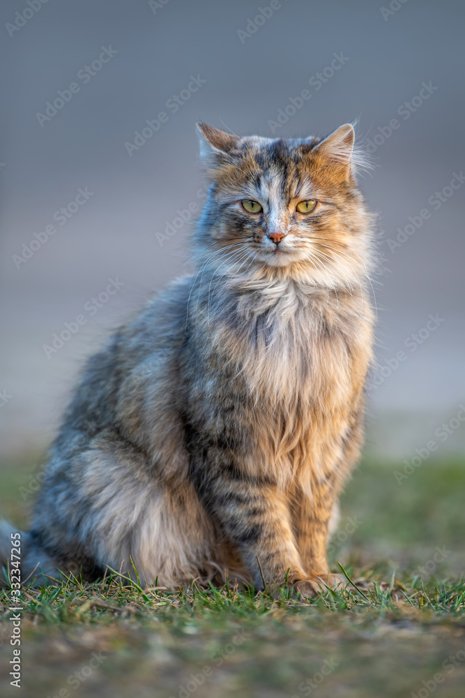 毛茸茸的猫，长着毛皮，坐在草地上