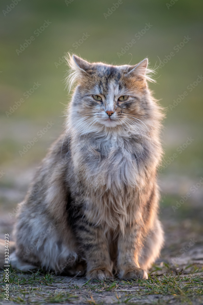 毛茸茸的长毛猫坐在草地上