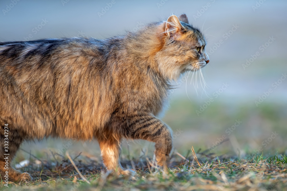 Fluffy cat with long fur sitting in a grass