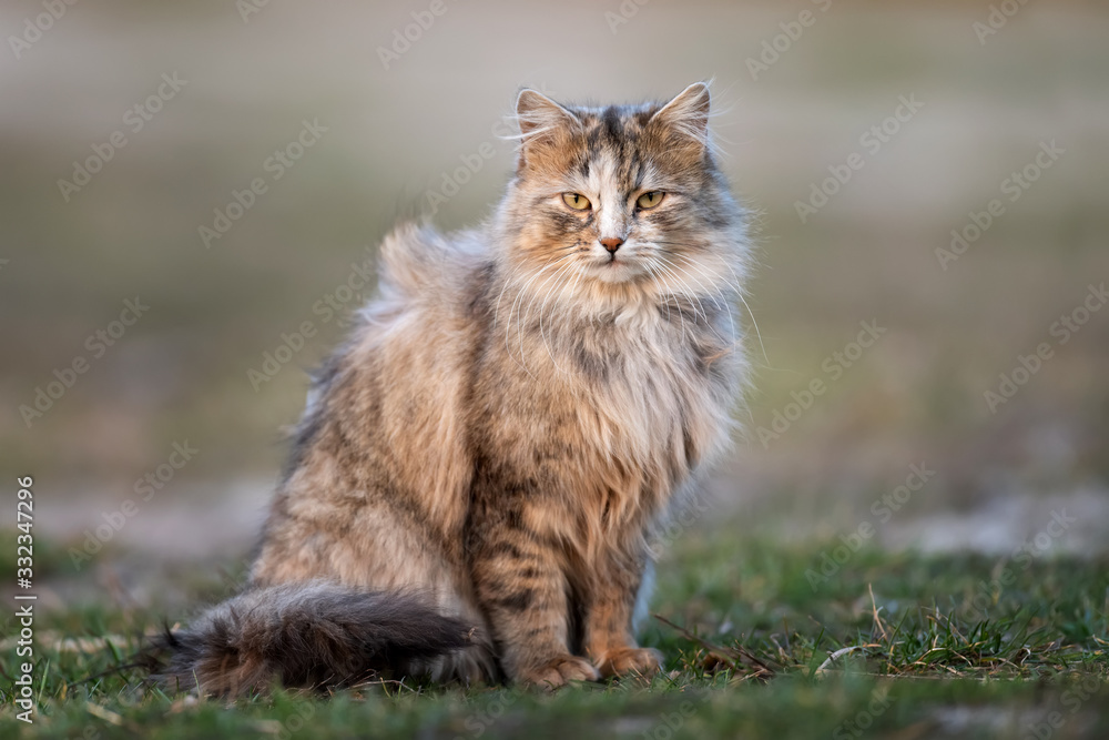 Fluffy cat with long fur sitting in a grass