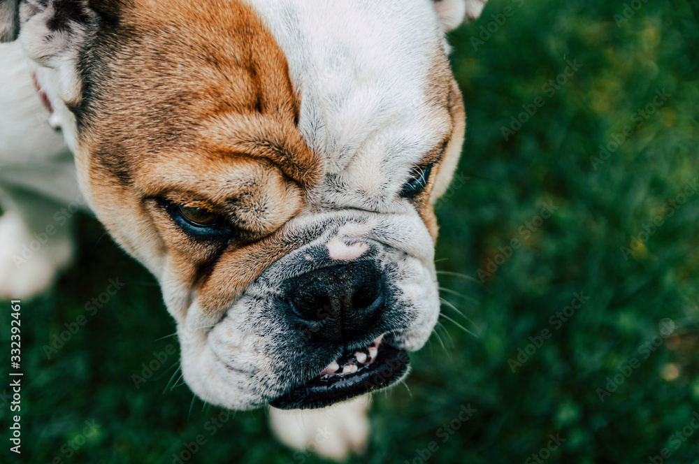 Close-up portrait of  angry dog