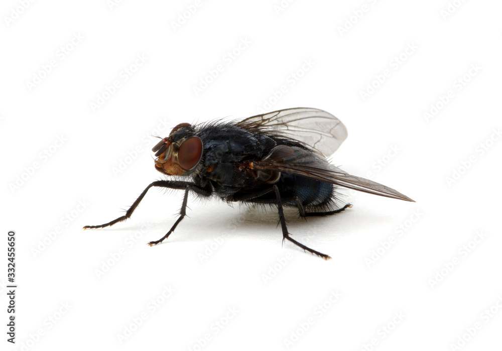 fly isolated on a white