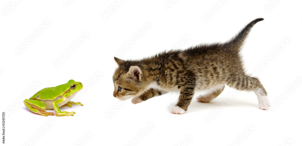 Little beautiful funny kitten on white