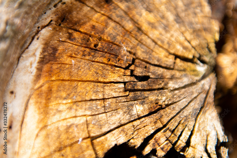 Tree rings