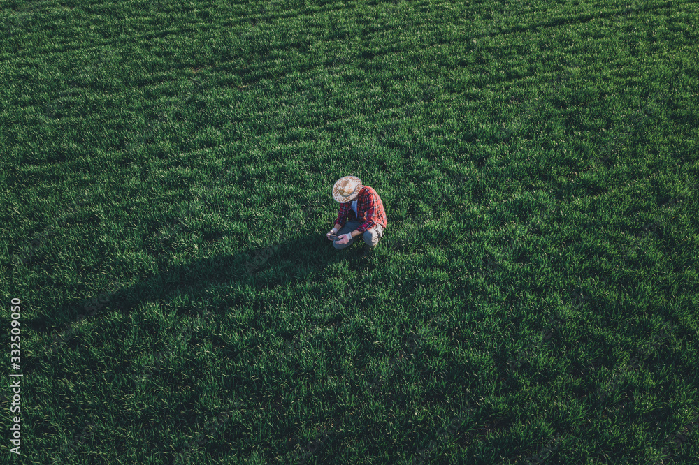 Wheat farmer using drone remote controller in wheatgrass field, aerial