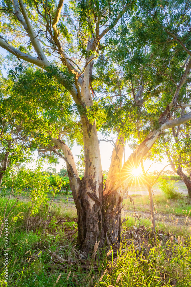 Vineyard Glow