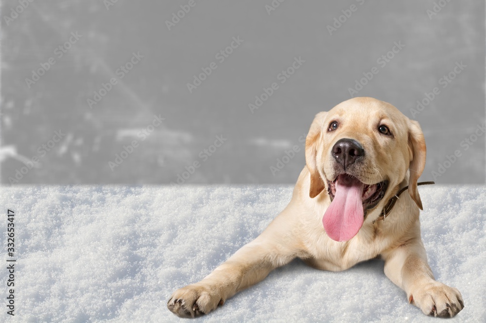 雪地上一只可爱的家养狗的肖像