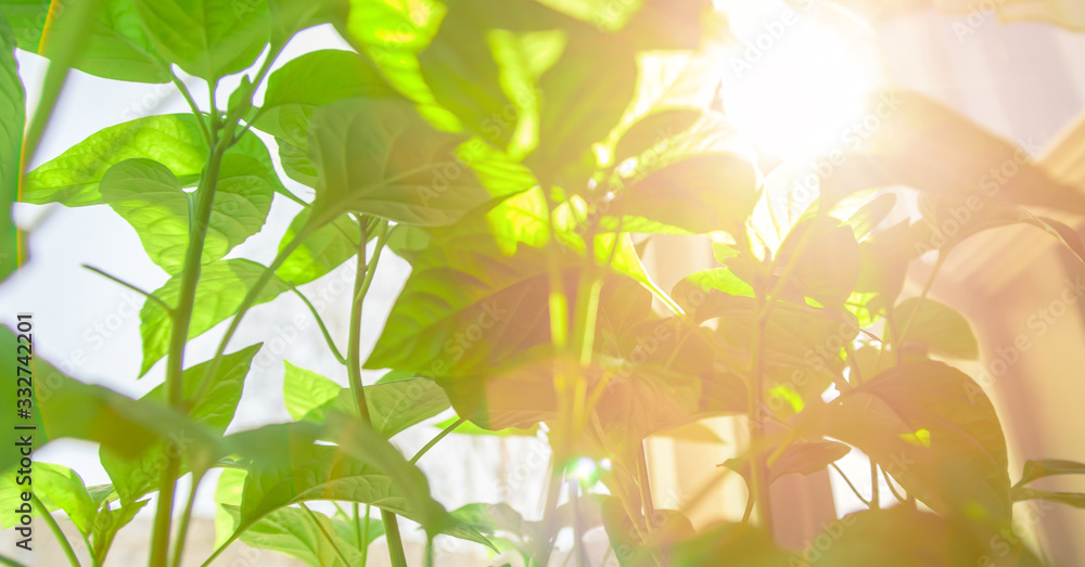 Young peppers ripening on windowsill of greenhouse under sun light