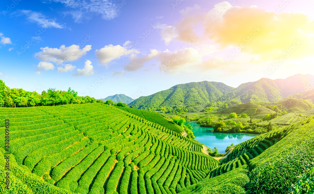 Green tea mountain at sunset,tea plantation background.