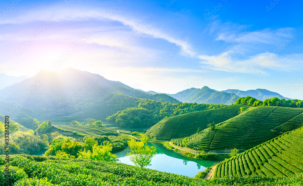 Green tea mountain at sunset,tea plantation background.