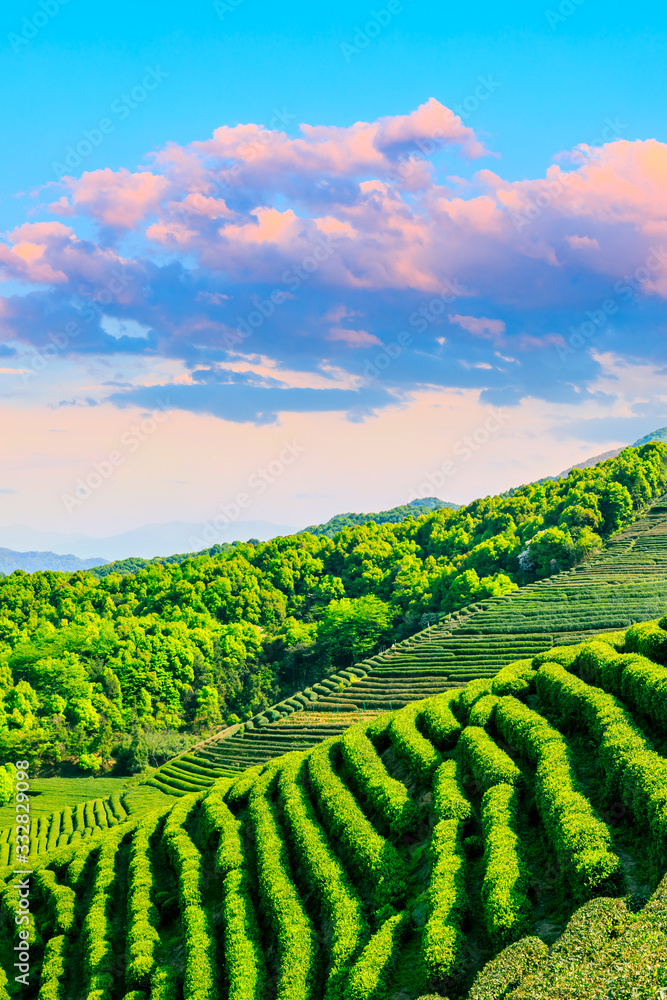 Green tea mountain at sunset,tea plantation background.