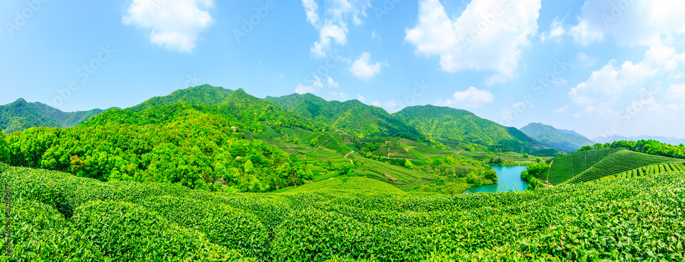 晴天的绿茶山，茶园的自然背景。