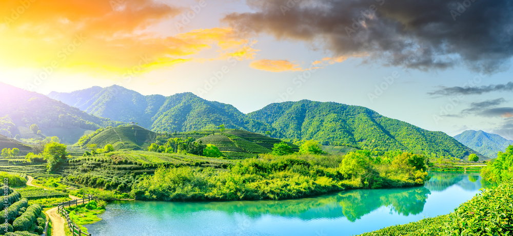 落日余晖下的绿茶山，茶园背景。