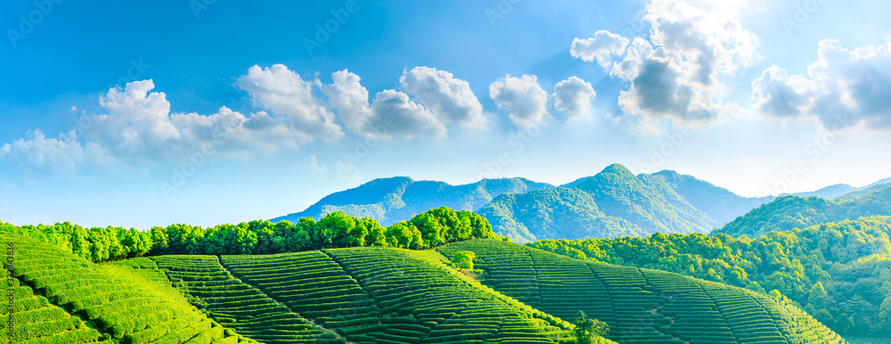 晴天的绿茶山，茶园的自然背景。