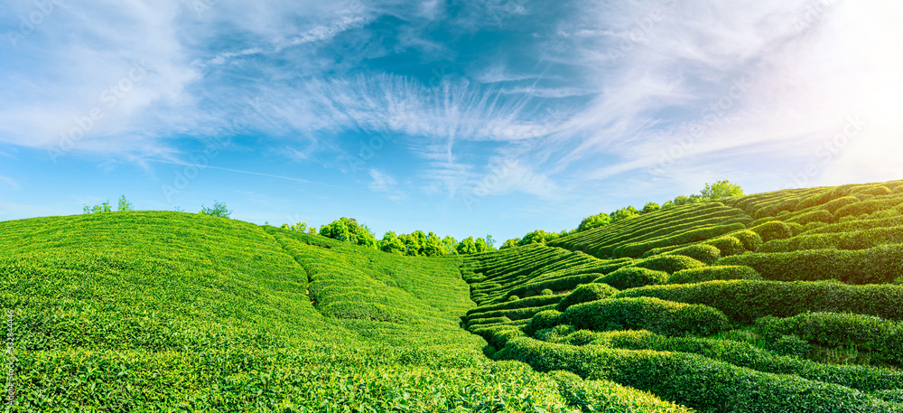 阳光明媚的绿茶山，茶园的自然背景。