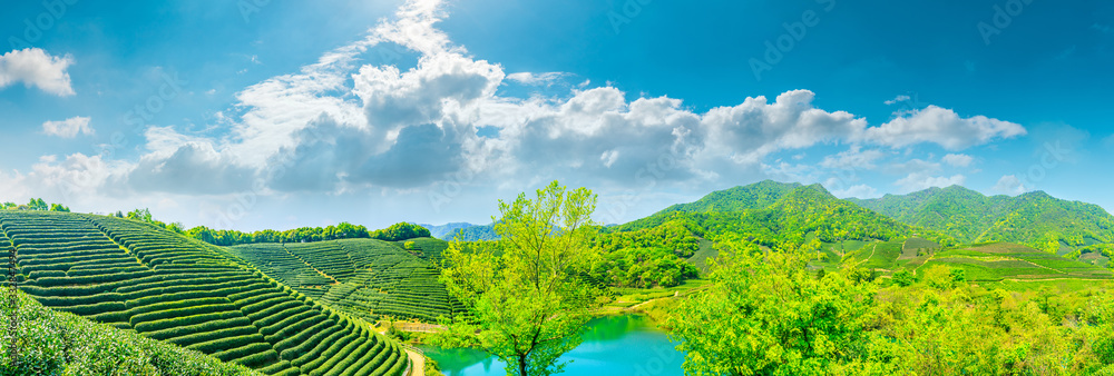 晴天的绿茶山，茶园的自然背景。