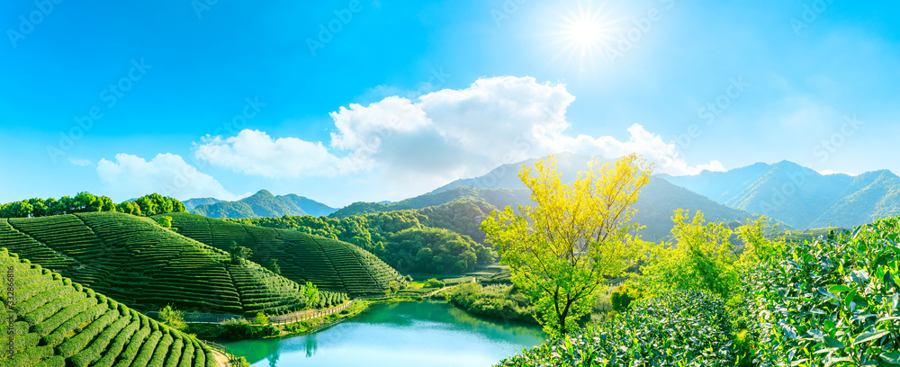 晴天的绿茶山，茶园的自然背景。