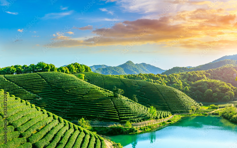 落日余晖下的绿茶山，茶园背景。