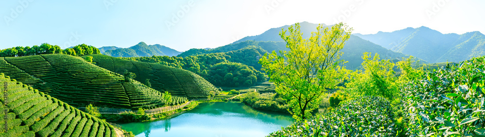 Green tea mountain on a sunny day,tea plantation natural background.