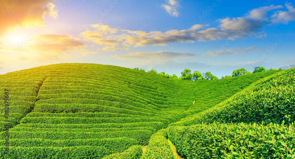 落日余晖下的绿茶山，茶园背景。