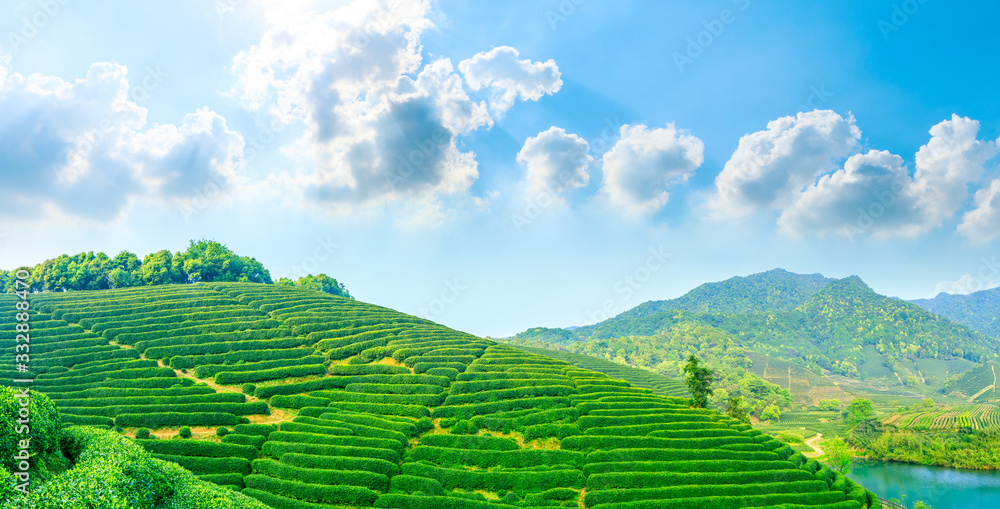 晴天的绿茶山，茶园的自然背景。