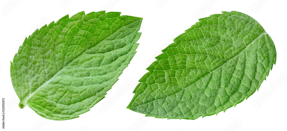 Mint leaf isolated