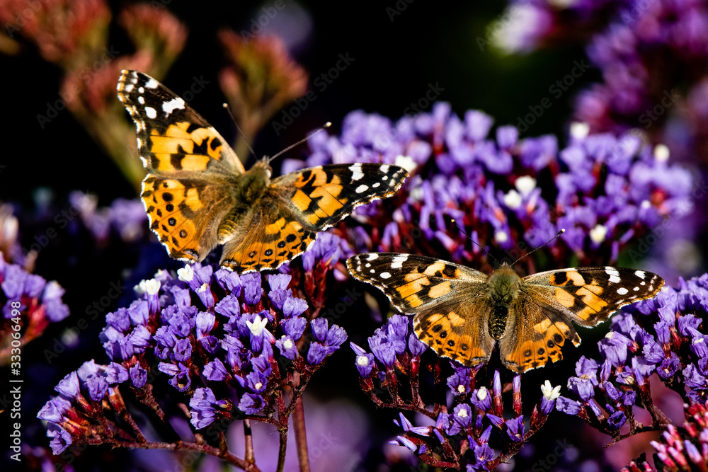 Painted Lady Butterfly