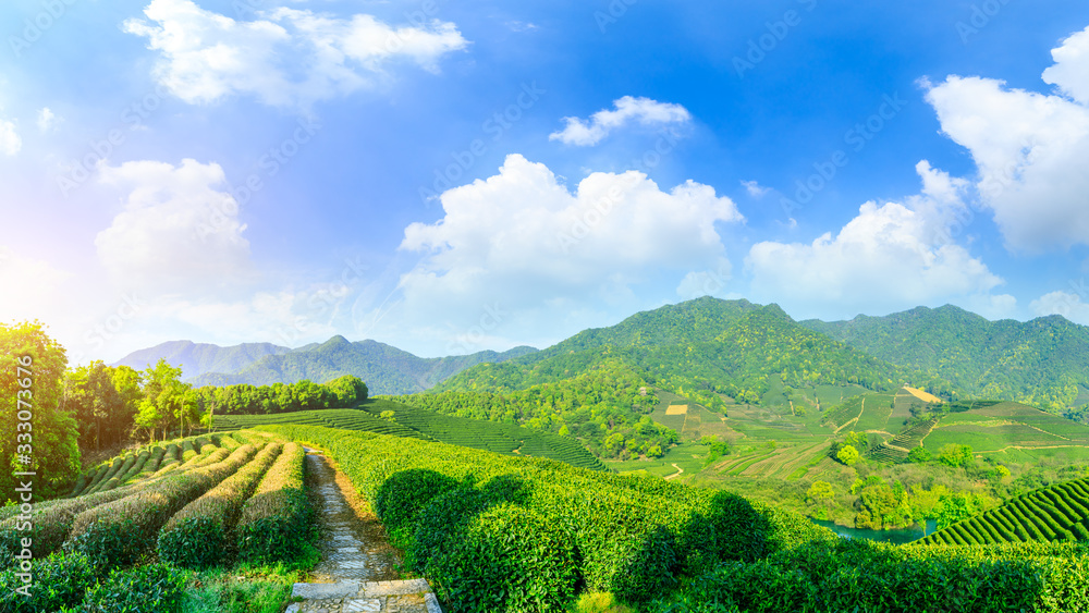 晴天的绿茶山，茶园的自然背景。